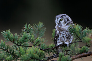 Close -up portrait of tiny brown owl with shining yellow eyes and a yellow beak in a beautiful natural environment. Boreal owl known also as Tengmalm‘s Owl or Richardson’s Owl, Aegolius funereus.