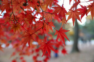 日本楓の紅葉