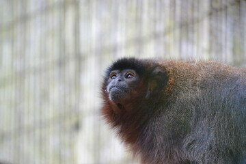 close up of a young monkey