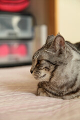 クッションの上に伏せているサバトラ猫