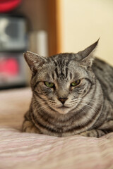 クッションの上に伏せているサバトラ猫