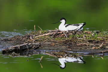Close-up photo of a rare wader with a long thin beak curved upwards on nest with eggs. Critically...