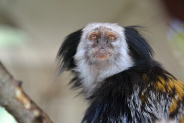 tamarin
