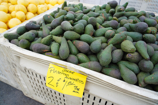 āļĢāļđāļāļ āļēāļPinkerton – āđāļĨāļ·āļāļāļāļđāļ āļēāļāļāđāļēāļĒāļŠāļāđāļāļ āđāļ§āļāđāļāļāļĢāđ āđāļĨāļ°āļ§āļīāļāļĩāđāļ441 | Adobe Stock