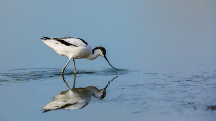 Close-up photo of a rare wader with a long thin beak curved upwards. Critically endangered species in natural environment. Czech Republic. Pied Avocet, Recurvirostra avosetta.