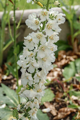 beautiful white larkspur dephinium flowers i summer bloom