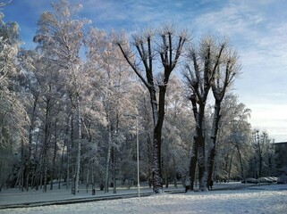 Fototapeta premium snowy trees in winter in the snow on a background of blue sky white