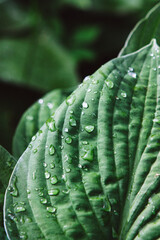 Drops of water on big green hosta leaf 