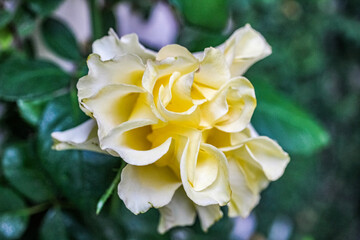 yellow rose flower