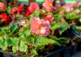 Begonia seedlings, blooming with beautiful flowers planted in flower cells, are sold in the garden store.