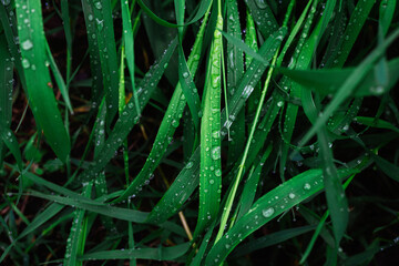 Fototapeta premium Green grass with raindrops background. Top view.