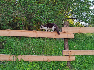 black and white cat sitting on fence in village
