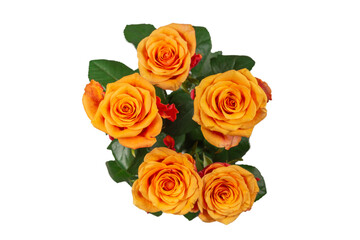 Orange rose isolated on a white background.