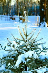 Spruces covered with snow. Beautiful winter forest. Fairy-tale beautiful tree