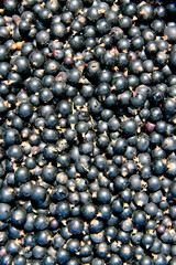 Macro of ripe black currant. Harvest collected in garden