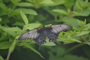 Naklejka na ściany i meble butterfly on a leaf