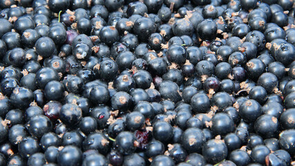 Macro of ripe black currant. Harvest collected in garden
