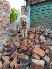 Long-haired dog on chain standing on brick pile. Kind dog is tied on collar