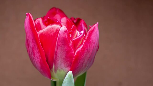 A beautiful tulip blooms and reaches for the sun. Time lapse video. Close-up. Place for inscriptions. Copy space background