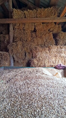 oat crop is stored in barn. Oats and hay in barn.
