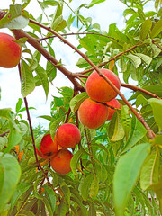 peaches on tree between green leaves. Fruit harvest