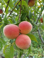 peaches on tree between green leaves. Fruit harvest