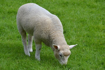 lamb