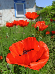 Beautiful flowers of red poppies bloom in the garden. Estate decoration