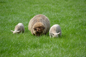 sheep eating grass