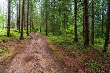 Fototapeta na wymiar ausgespülter Weg im Wald nach Starkregen