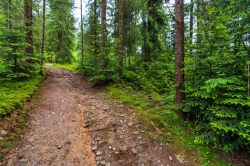ausgespülter Weg im Wald nach Starkregen