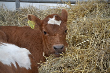 cow and calf © Mike