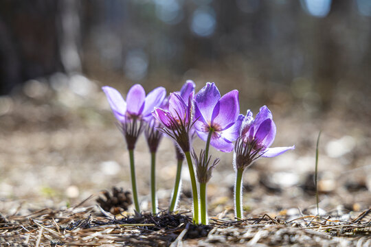 Beautiful spring violet flowers background. Eastern pasqueflower, prairie crocus, cutleaf anemone with water drops