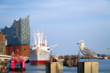 A gull at the harbour of Hamburg