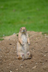 prairie dog on the ground 