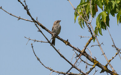 shrike female