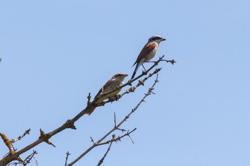 shrikes male and female