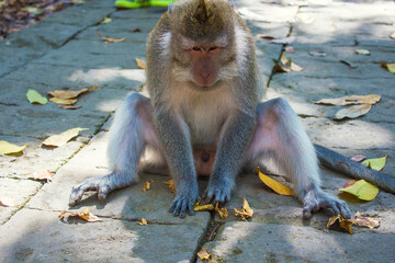 Long-tailed Macaques (Macaca fascicularis) in Bali Monkey Forest Scenic Area, Ubud, Indonesia
