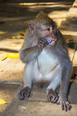 Monkey eating paper, Long-tailed Macaques (Macaca fascicularis) in Bali Monkey Forest Scenic Area, Ubud, Indonesia