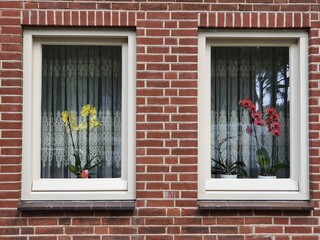 Amsterdam Windows with White Lace Curtains and Yellow and Red Orchids, Bos en Lommer District