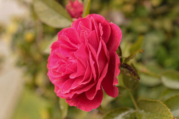 red rose in garden