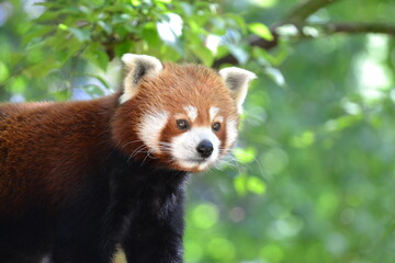 red panda