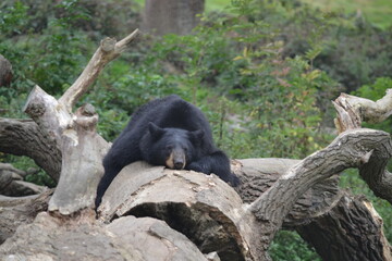 black bear on tree