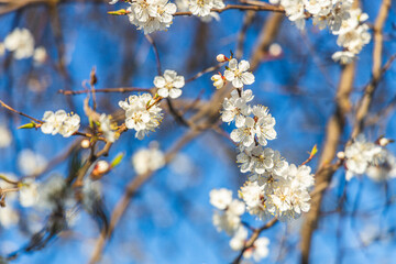 Apricot tree blossom in the city park on spring sunset time on blue sky surface