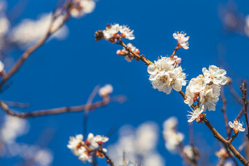 Apricot tree blossom in the city park on spring sunset time on blue sky surface