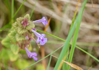 close up of a colorful young early bloom blue bugle (Ajuga reptans) flower in early summer  