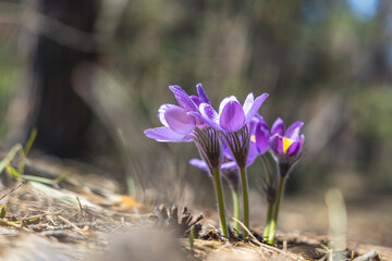 Beautiful spring violet flowers background. Eastern pasqueflower, prairie crocus, cutleaf anemone with water drops