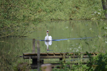swan on lake wide shot