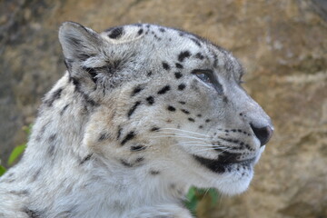 snow leopard cose up side
