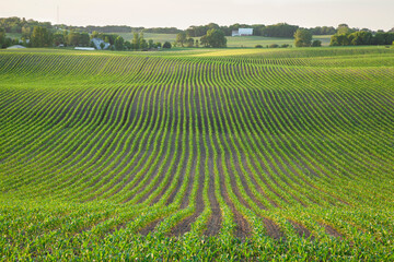 Field of young corn and farms on rolling hills at sunset on a spring day in Minnesota